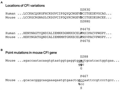 Generation and Characterization of Mouse Models of C3 Glomerulonephritis With CFI D288G and P467S Mutations